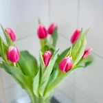 Apartament Lelas